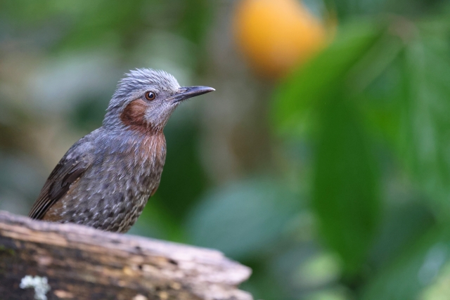 小笠原固有の野鳥